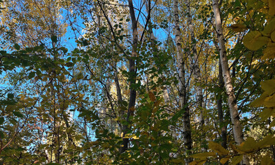 Autumn Leaves On Ground In Forest Park