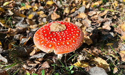 Autumn Mushrooms With Moss And Leaves Closeup