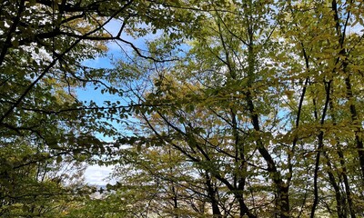 Autumn Reflections Through Forest Canopy Sky