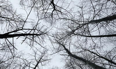 Autumn Tree Branches Against Bright Grey Sky