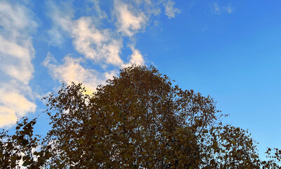 Autumn Tree Branches Framing Evening Sky