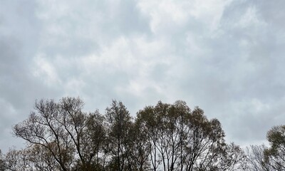 Autumn Tree Branches Touching Cloudy Sky