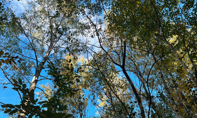Autumn Tree Canopy View With Warm Sunlight