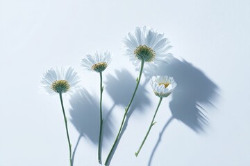 White daisies with green stems cast shadows against light blue backdrop