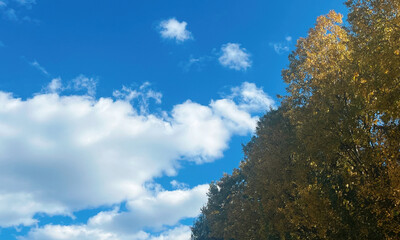 Autumn Trees Touching Sunny Sky