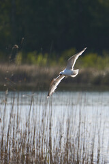 seagull in flight