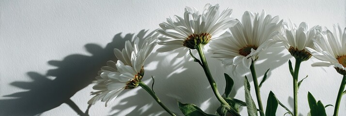 White daisies with green stems and shadows against a white background. Sunlit, natural
