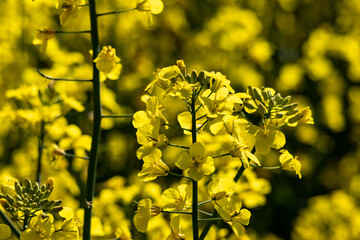 Close-up of a rapeseed plant in bloom – bright yellow flowers in spring