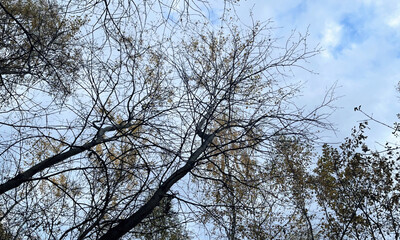 Bare Branches Reaching To Grey Autumn Sky