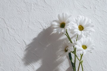 White daisies with yellow centers against textured white wall, with shadows