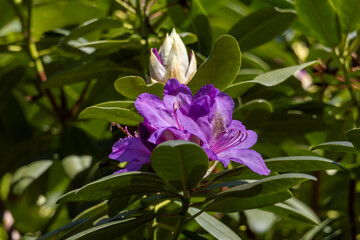 Purple Rhododendron in full bloom – Flowering ornamental shrub in the garden or park in spring