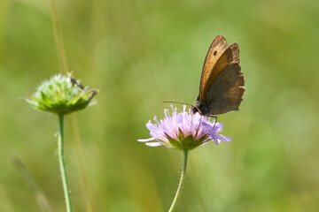 butterfly on a flower