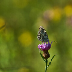 butterfly on flower