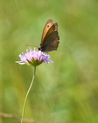 Obraz premium butterfly on a flower