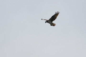 osprey in flight