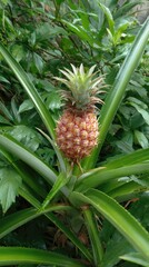 Young pineapple fruit growing, surrounded by sharp, green leaves. Lush garden background