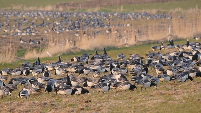 huge flocks of barnacle geese feeding on the dike, close 735