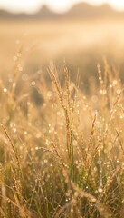 Fototapeta premium Close-up of wild grass illuminated by soft golden light during sunset. Minimalistic nature composition with smooth bokeh and warm summer tones.