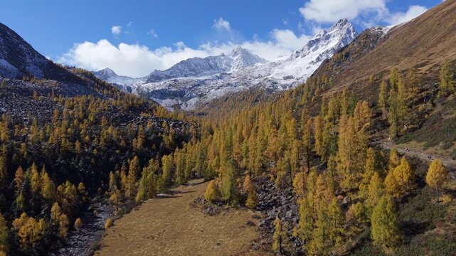 Aerial Drone Footage of Alpine Autumn Forest and Snow Mountains Dangling, Sichuan, China
