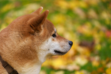 A close-up of a red Shiba Inu dog against the backdrop of fallen leaves in an autumn park