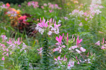 Polanisia is growing in cottage garden. Blooming bright pink flower. Sunny day. North american paradise flower. Delicate looking.