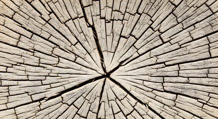 Detailed Tree Texture Seamless Pattern Perfect for Website Background Natural Surface of Tree Trunk Wooden Round Slice Cross Section Backdrop Graphic Resource Close up view