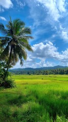 Obraz premium Lush green rice field under a vibrant blue sky with fluffy white clouds and a palm tree