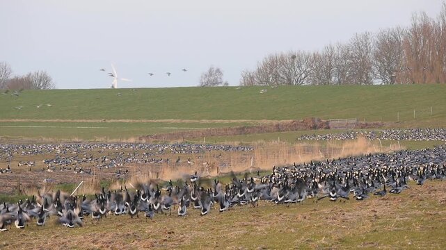 thousends of barnacle geese starting flying off  737