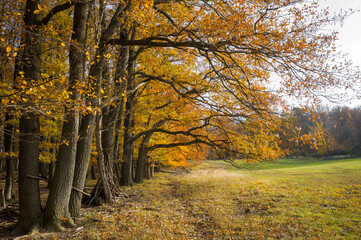 Trees in Autumnal Splendor