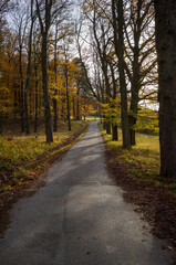 Autumn Road Through the Trees