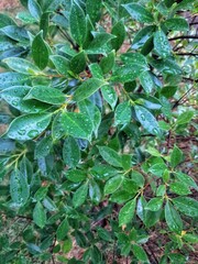 Green leaves of Chinese banyan tree (Ficus microcarpa) with raindrops on the leaves are used as a background or nature design.