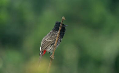 The red vented bulbul (Pycnonotus cafer) stands on a bamboo branch against a green background.