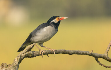 Indian pied myna (Gracupica contra) on a branch with a blurred natural background