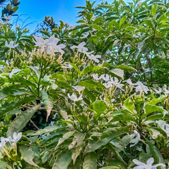 Mondokaki plants grow to quite a large size