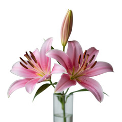 Delicate pink lilies with bud in a clear vase isolated on transparent background