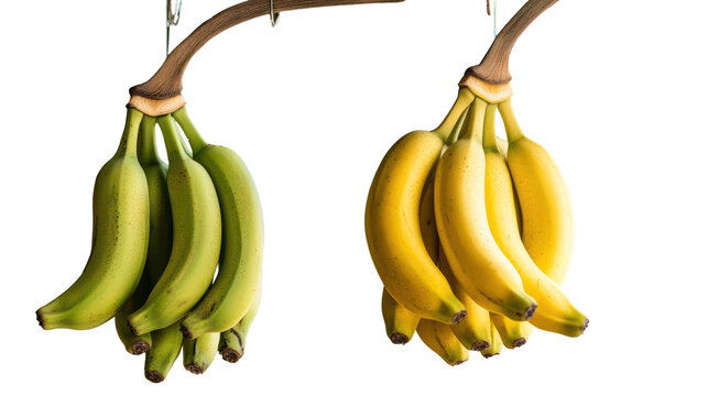 Two bunches of bananas one green one yellow isolated on transparent background