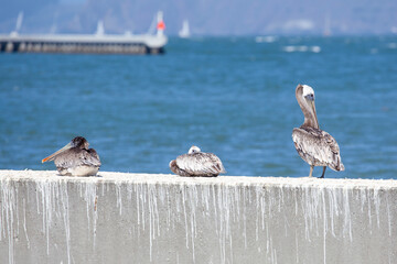 Pelicans, San Francisco