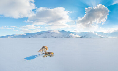 Fototapeta premium Red fox in wintertime with fresh fallen snow - Çıldır Lake, Turkey