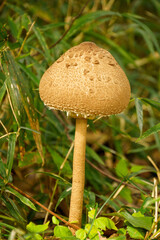 茂みからあらわれた大きなキノコ