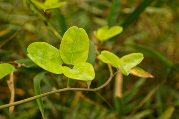 木陰で育つ蔓の若葉