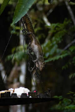 Indian palm squirrel climbing upside down hanging wire chain toward bird feeder