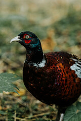 pheasant in the wild