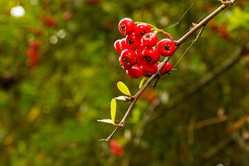 赤い実をつける南天の実