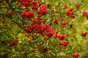 赤い実をつける南天の実