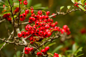 赤い実をつける南天の実