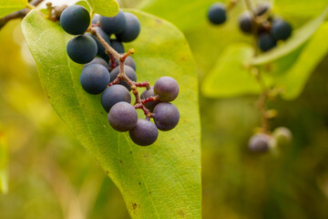 日差しを浴びる可愛い山葡萄の実