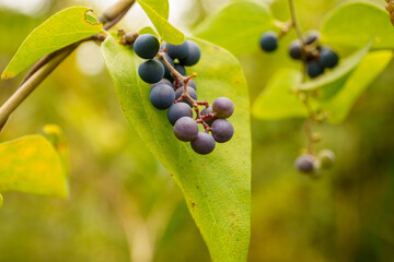 日差しを浴びる可愛い山葡萄の実