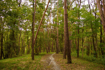 松林の中の遊歩道