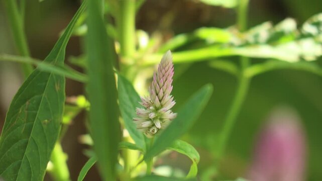 Close up Cockscomb flower moving in the wind and blur green nature background