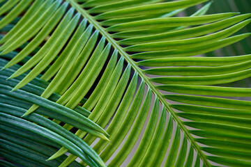 Close up of the leaves of a palm tree in the garden.